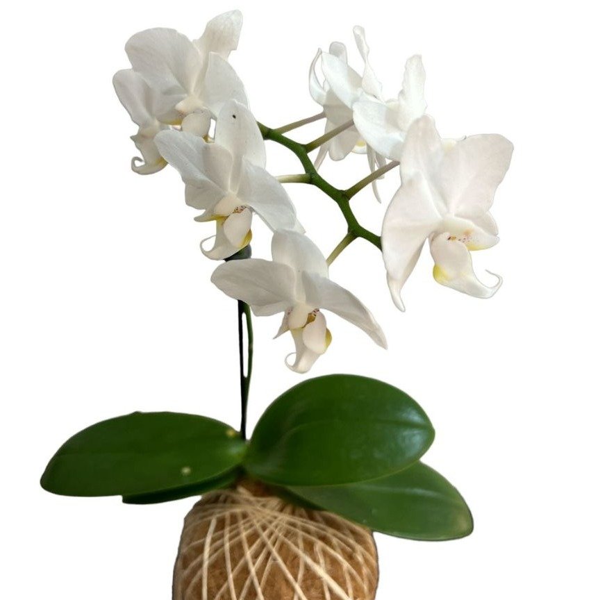 Kokedama de Orquídea Branca Phalaeonoposis