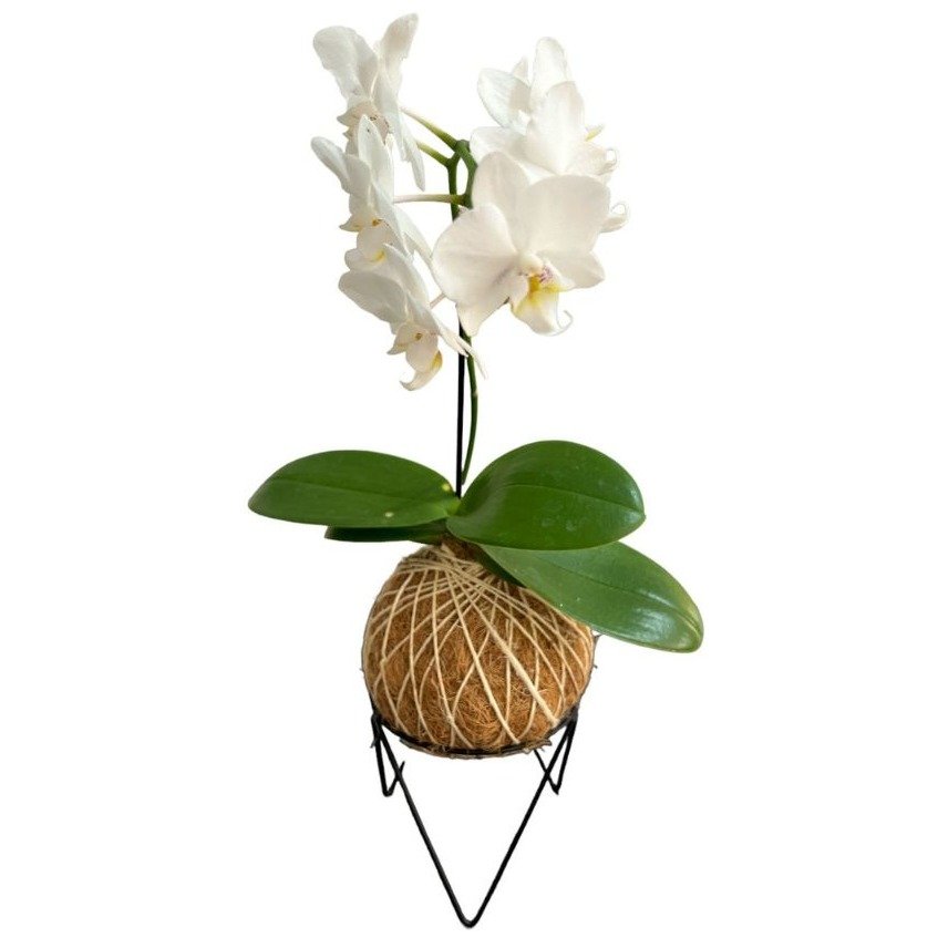 Kokedama de Orquídea Branca Phalaeonoposis