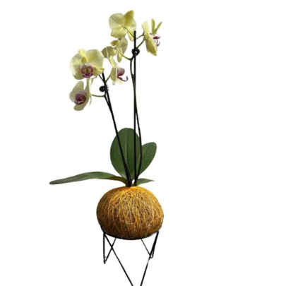 Kokedama de Orquidea Amarela