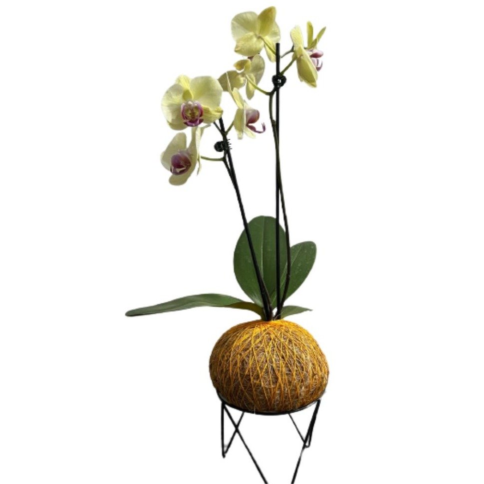 Kokedama de Orquidea Amarela