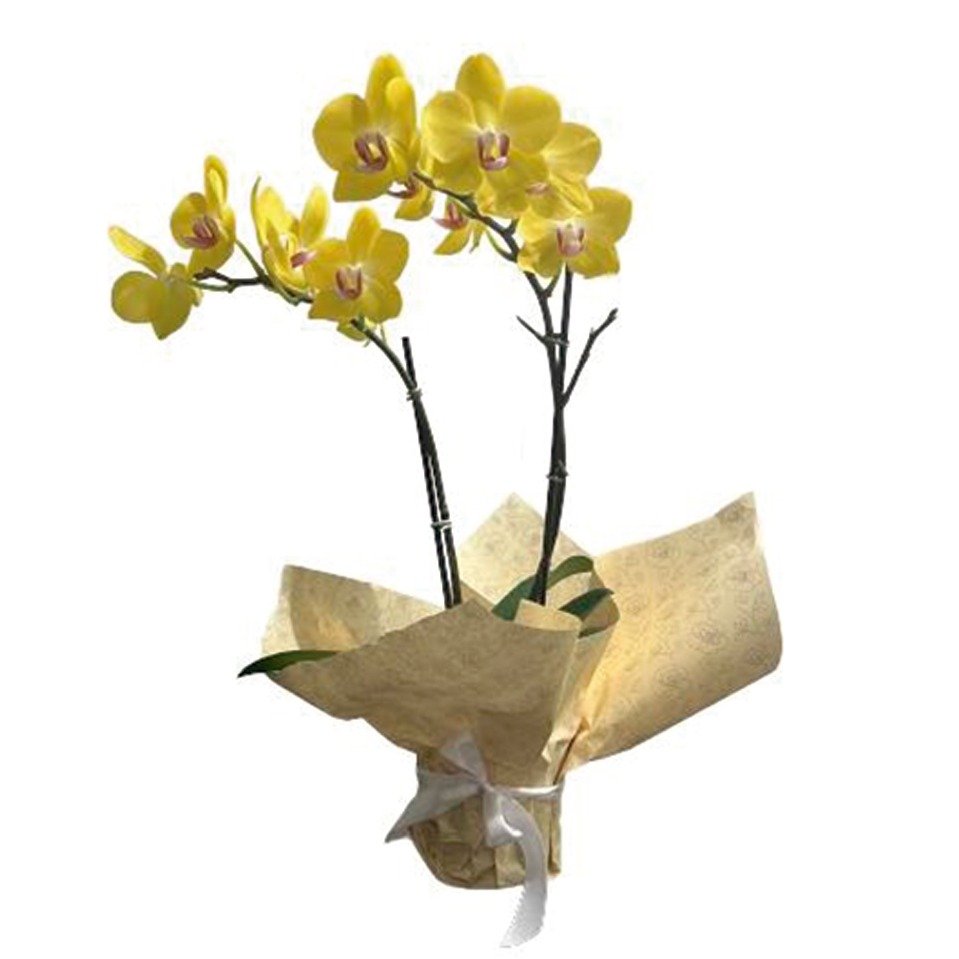 Orquídea Phalaenopsis Plantada Amarela | Nova Flor