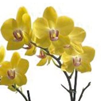 Orquídea Phalaenopsis Plantada Amarela