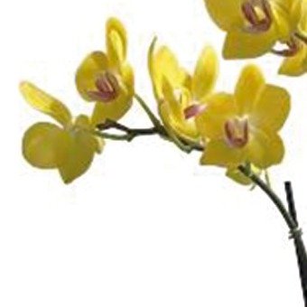 Orquídea Phalaenopsis Plantada Amarela