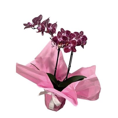 Orquídea Phalaenopsis Mesclada Plantada