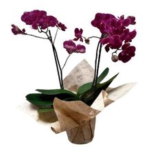 Orquídea Phalaenopsis Plantada Pink