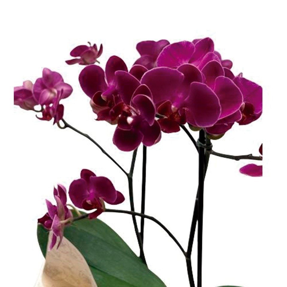 Orquídea Phalaenopsis Plantada Pink 