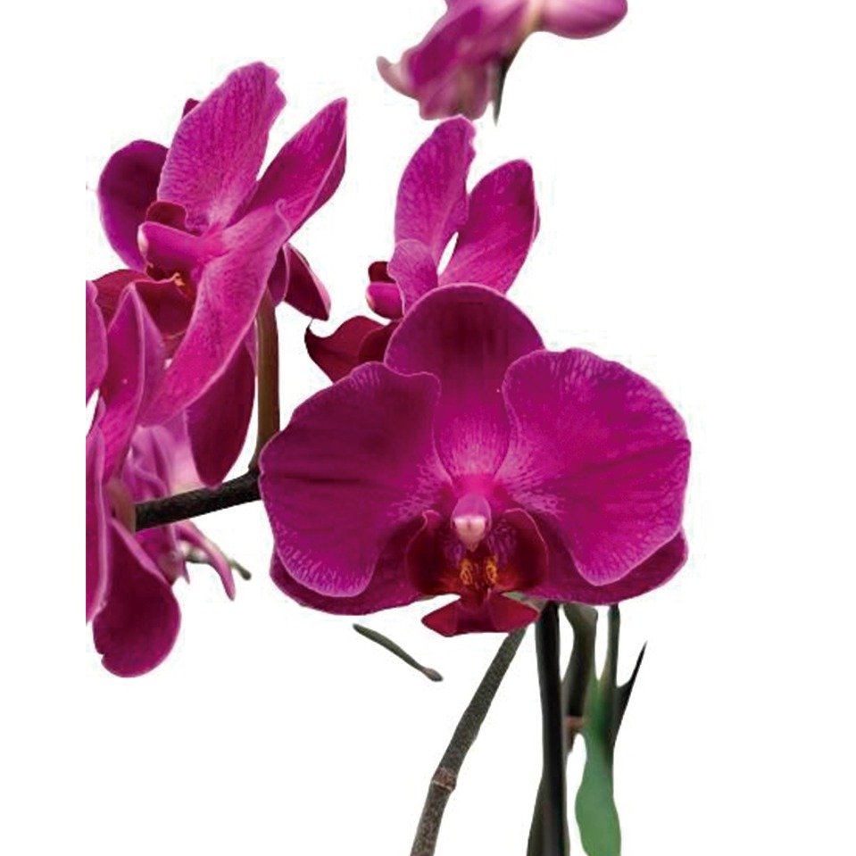 Orquídea Phalaenopsis Plantada Pink 