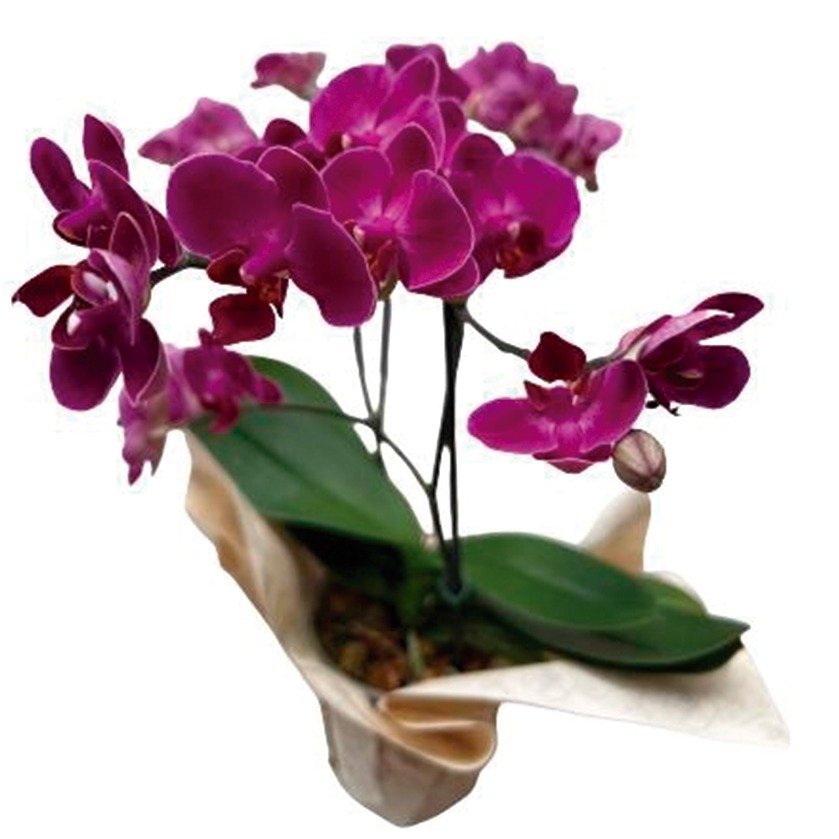 Orquídea Phalaenopsis Plantada Pink 