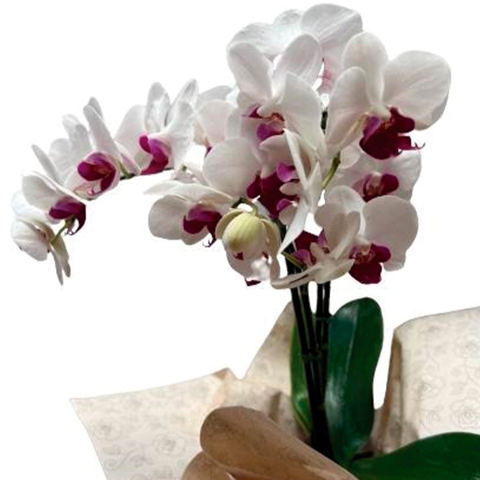 Orquídea Phalaenopsis Branca com Pink Plantada 