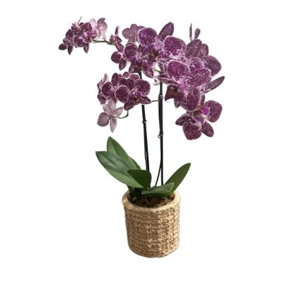 Orquídea Exotic Pink com Cachepô