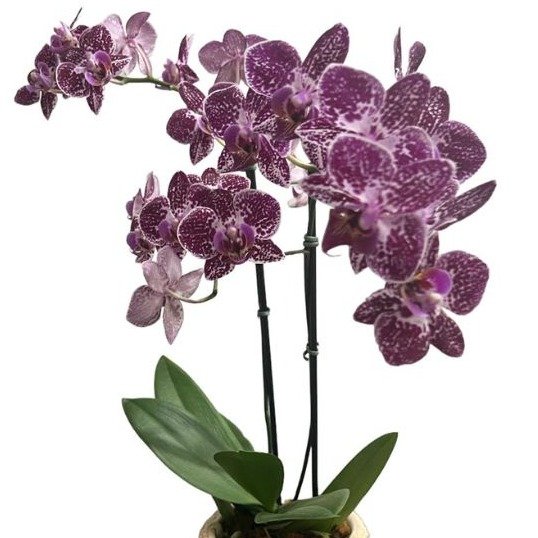 Orquídea Exotic Pink com Cachepô