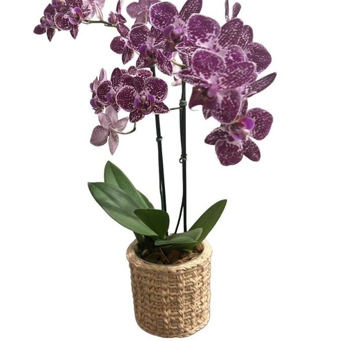 Orquídea Exotic Pink com Cachepô