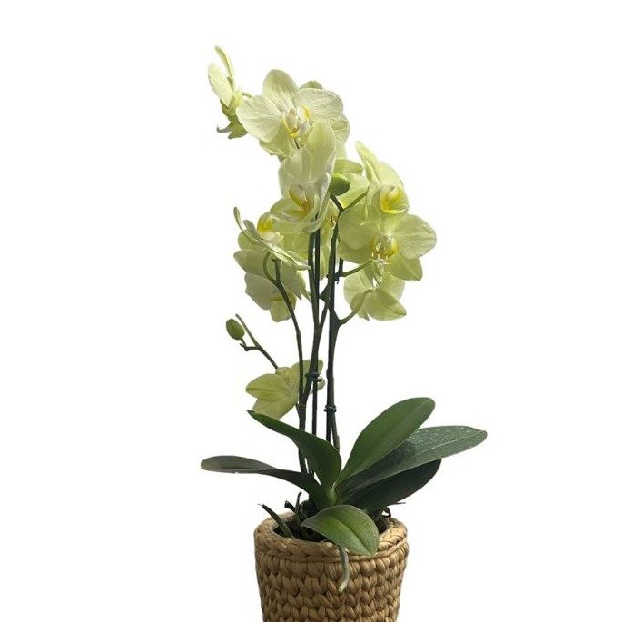 Orquídea Exotic Cachepô de Fio de Malha