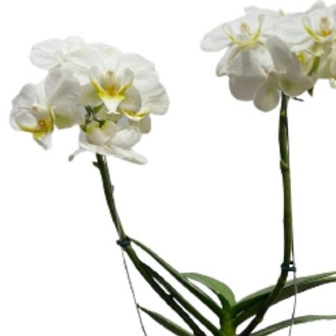 Orquídea Branca Plantada com Cachepô de Fio de Malha