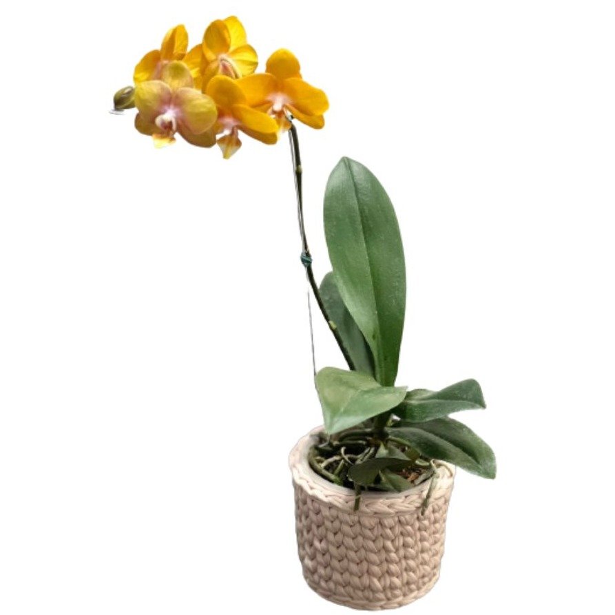 Orquídea Amarela  Plantada com Cachepô de Fio de Malha