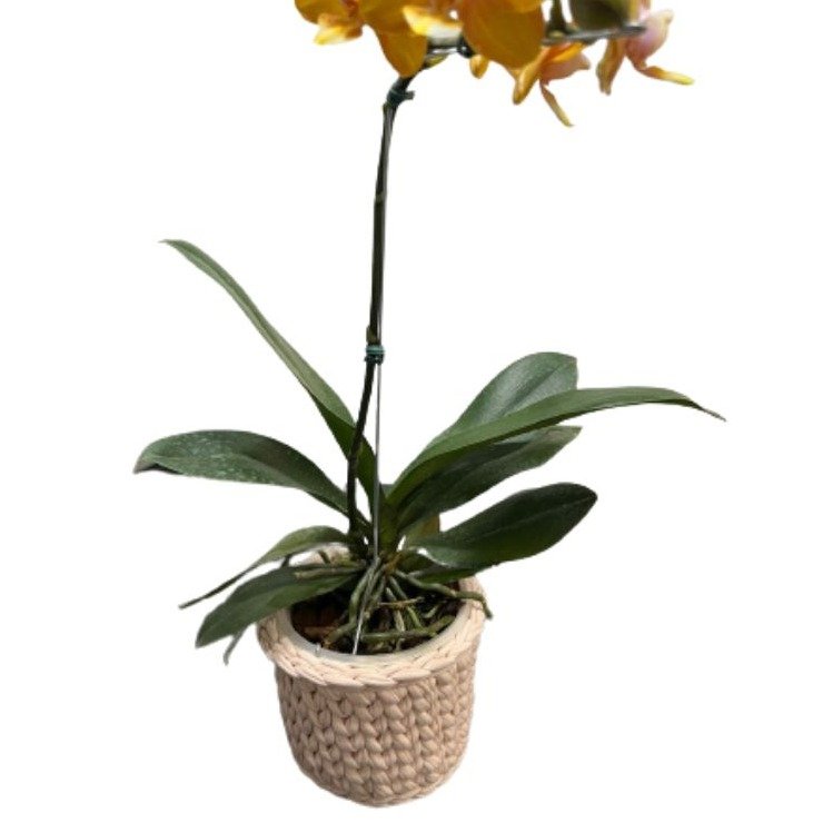 Orquídea Amarela  Plantada com Cachepô de Fio de Malha