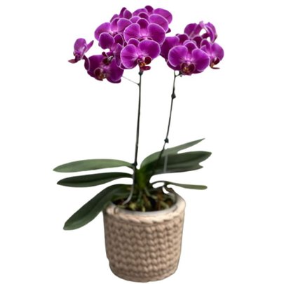 Orquídea Lilás Plantada com Cachepô de Fio de Malha
