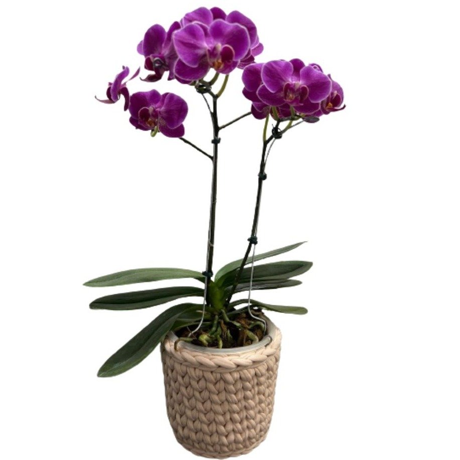 Orquídea Lilás Plantada com Cachepô de Fio de Malha