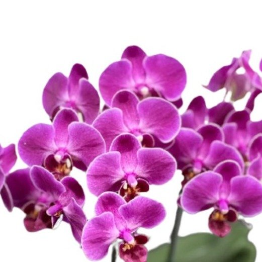 Orquídea Lilás Plantada com Cachepô de Fio de Malha