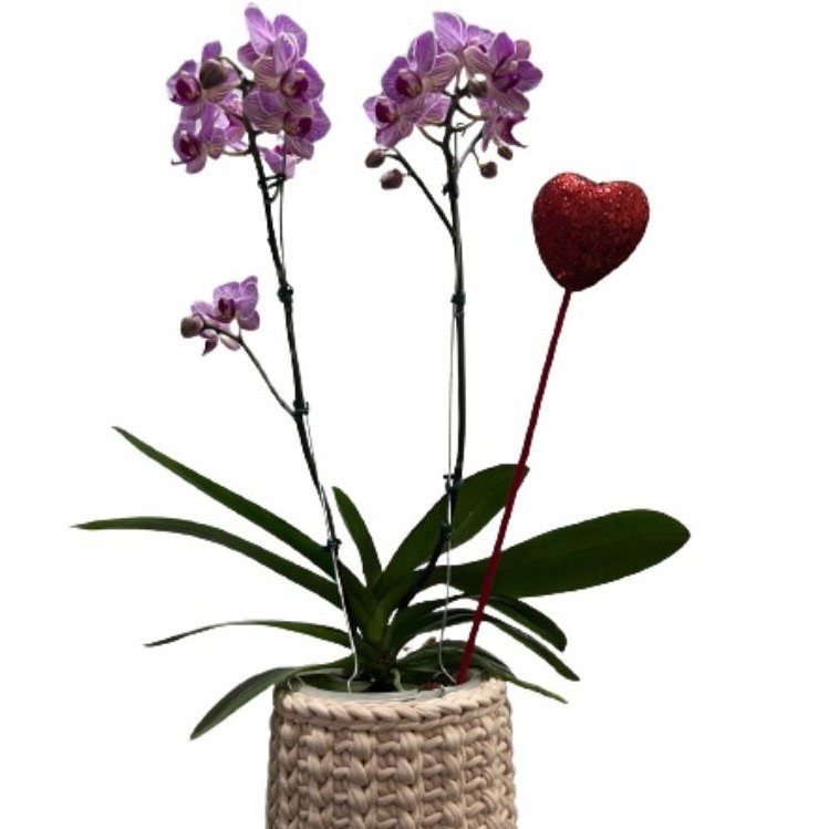 Orquídea Lilás Plantada com Cachepô de Fio de Malha 
