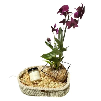 Cesto de Arranjo Kokedama de Orquídea Denphal Roxa