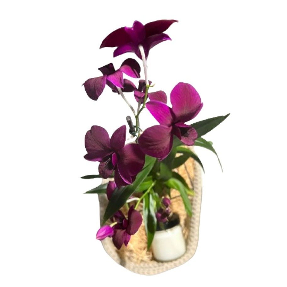 Cesto de Arranjo Kokedama de Orquídea Denphal Roxa