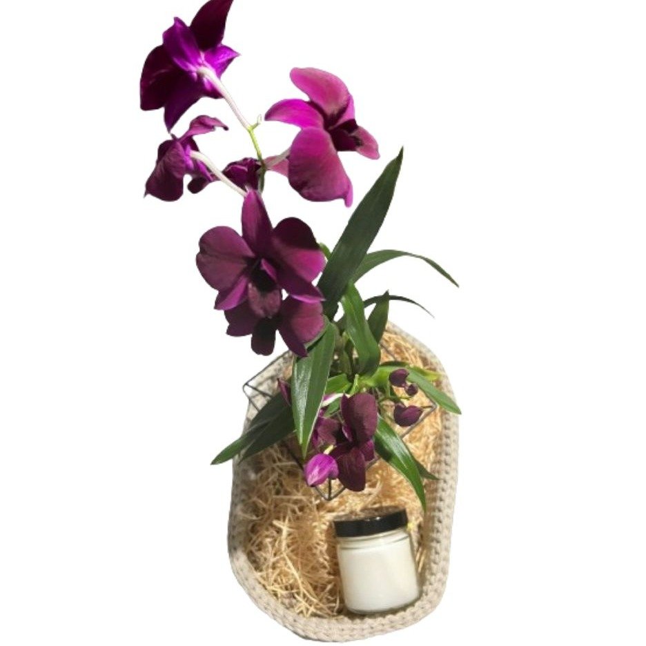 Cesto de Arranjo Kokedama de Orquídea Denphal Roxa