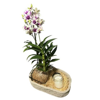 Cesto de Arranjo Kokedama de Orquídea Denphal Mesclada