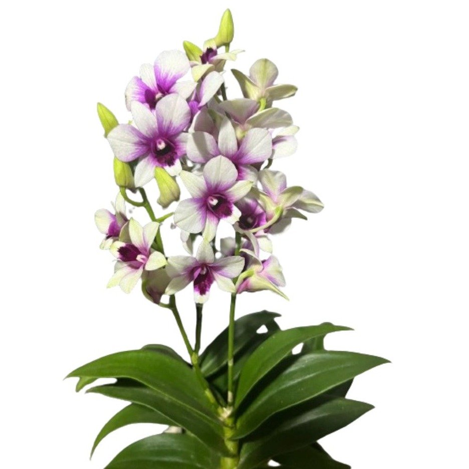 Cesto de Arranjo Kokedama de Orquídea Denphal Mesclada
