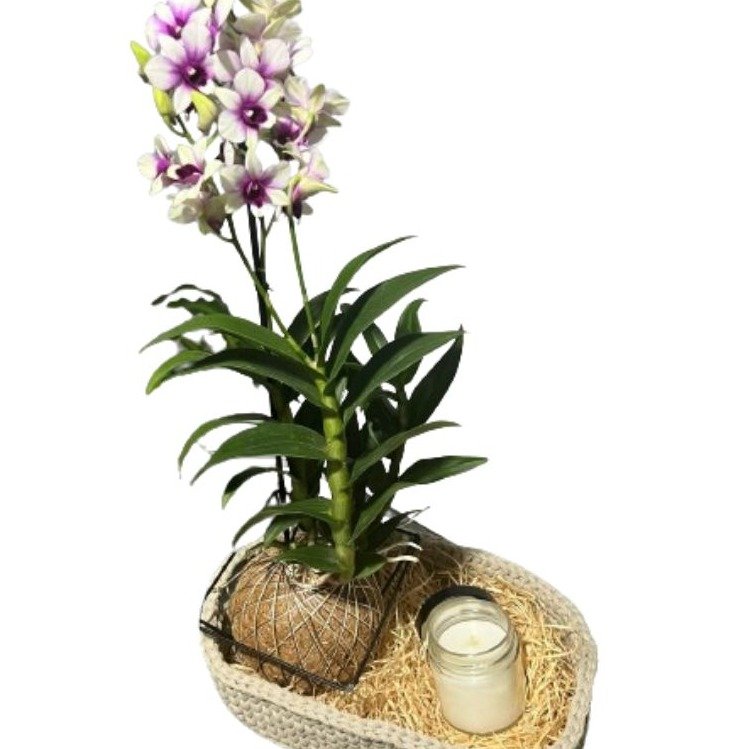 Cesto de Arranjo Kokedama de Orquídea Denphal Mesclada