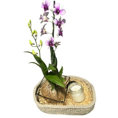 Cesto de Arranjo com Orquídea Denphal e vela Aromática