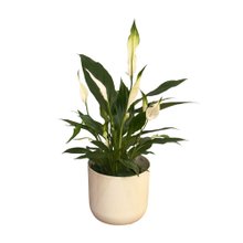 Lirio da Paz Plantado com Cachepo 