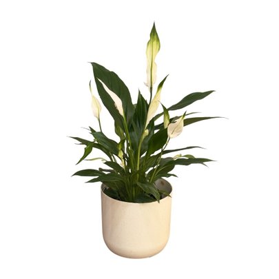 Lirio da Paz Plantado com Cachepo