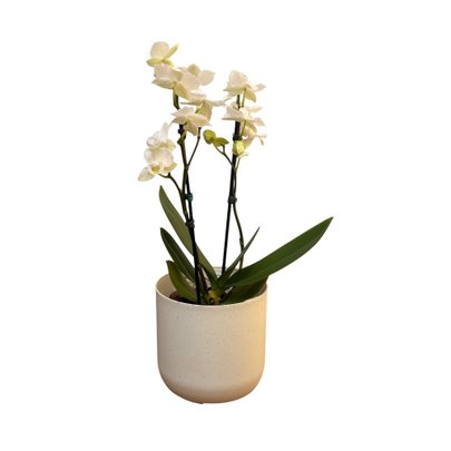 Orquieda Branca Plantada no Cachepo