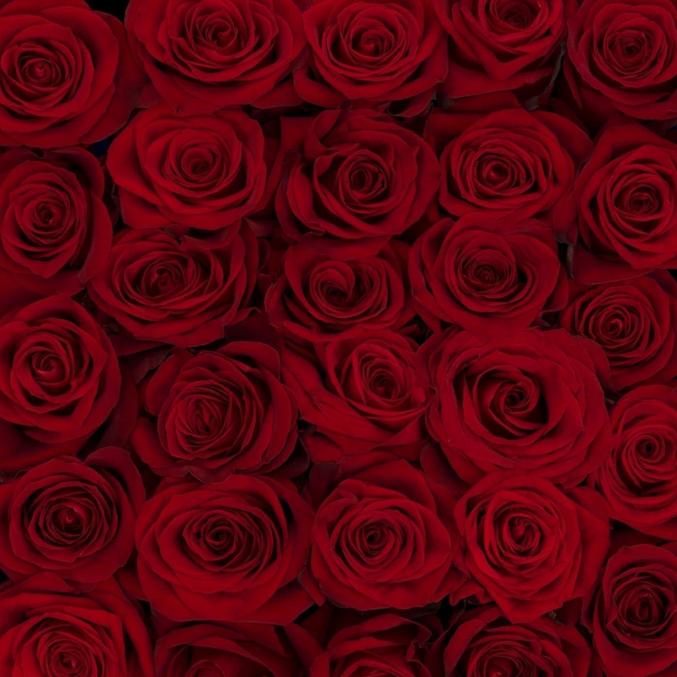 100 Botões de Rosas Freedom  70 cm
