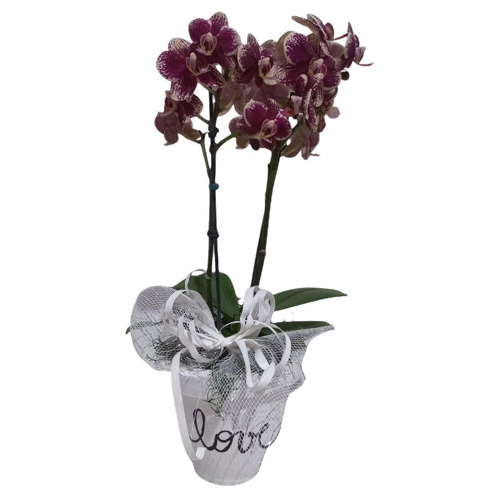 Mini Orquídea Phaleanopsis Roxa | Nova Flor