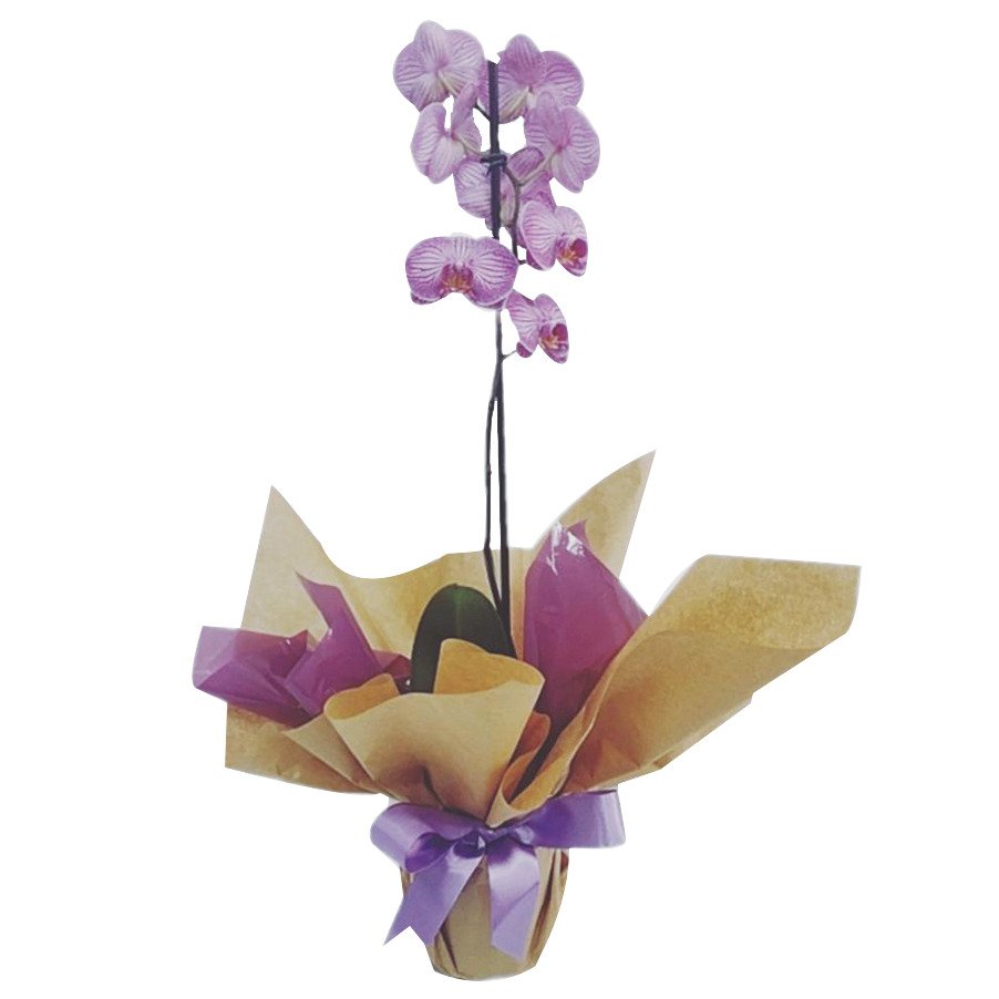 Vaso com Orquídea Lilás