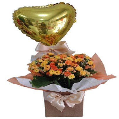 Calandiva Plantada