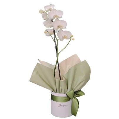 Orquídea White