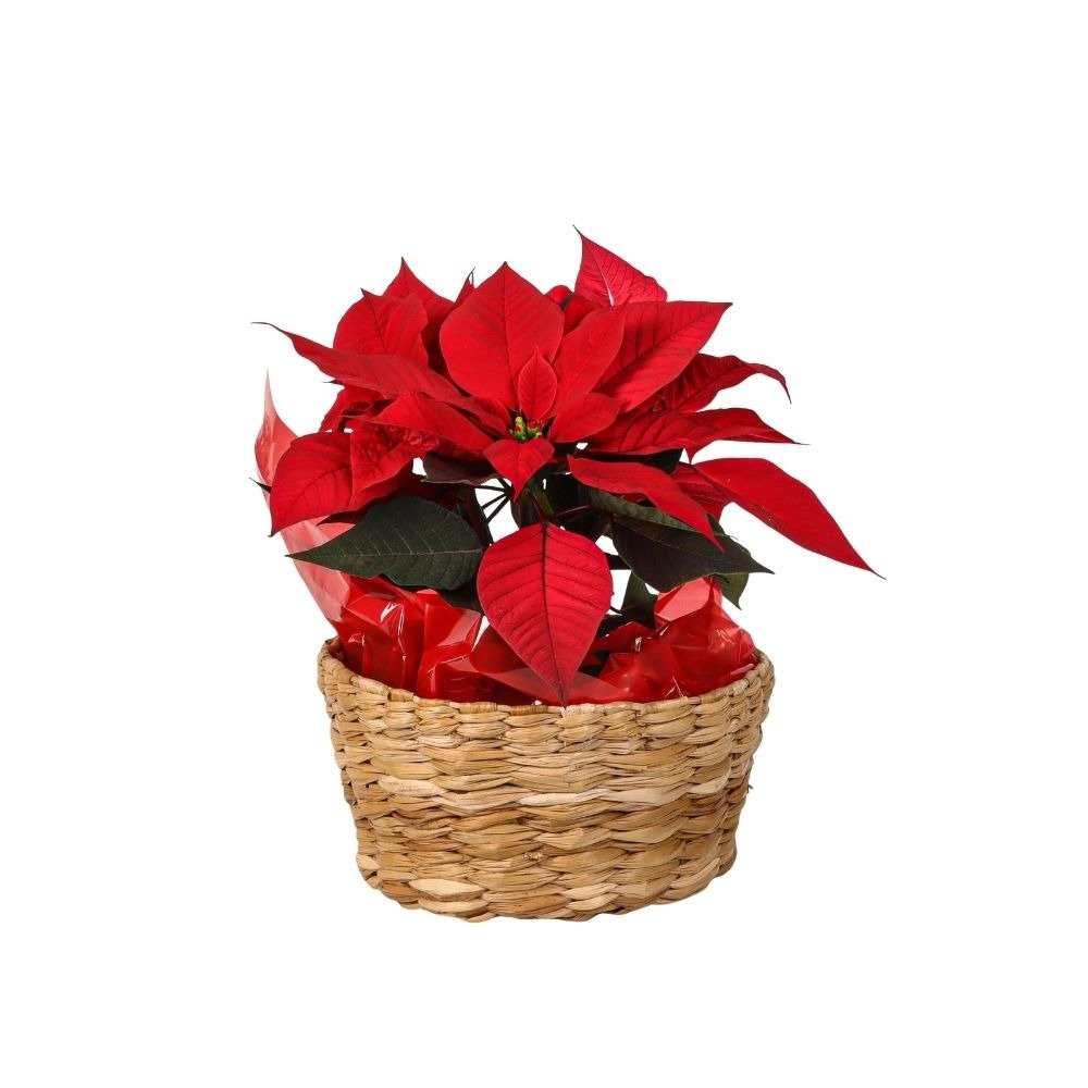 Arranjo Natal Poinsettia
