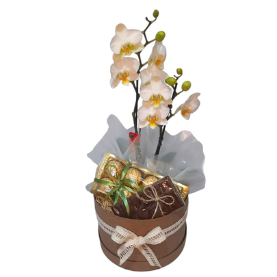 Box Cesta Naturette com Orquídea e Chocolates - Natal