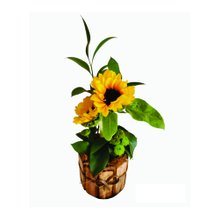 Arranjo de Dois Girassol Um dia de sol