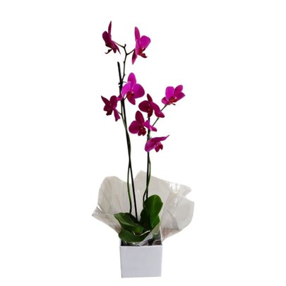 Orquídea duas haste - Pink