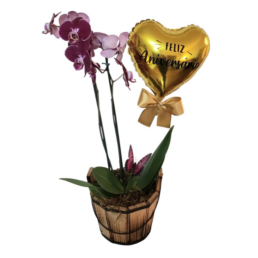 Orquídea Maravilha 