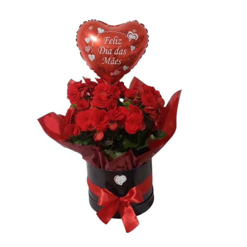 Box Begônia Luxo  Mamãe