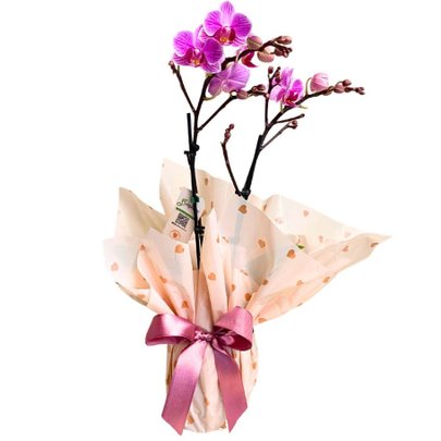 Orquídea Mini Embalada