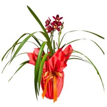 Orquoidea Cymbidium Embalada