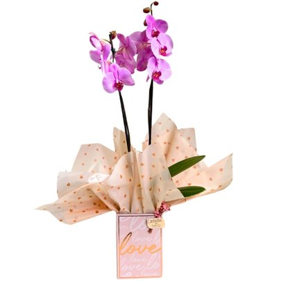 Orquídea  Phalaenopsis Caixa Papel Quadrado