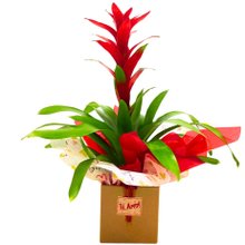 Bromélia Caixa de Papel