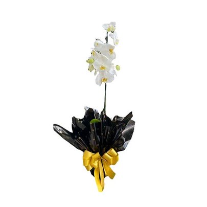 Orquídea Branca - Vila Velha